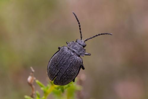 Galeruca artemisiae
